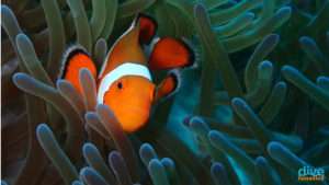 Underwater Photography Course Cebu by Dive Funatics